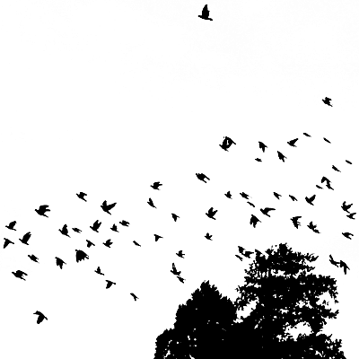 IMG_000258.gif ( 11 KB )