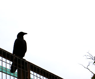 IMG_000333.jpg ( 12 KB )