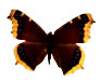�L